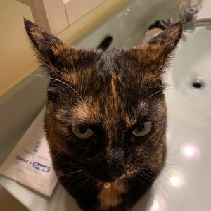 Meet your Posher, Maggie